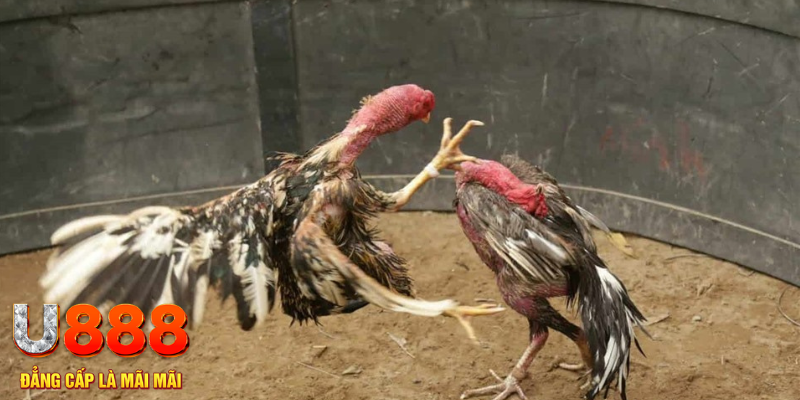 kk vin đăng nhập tiến lên miền nam số 1